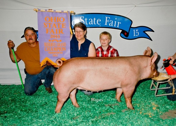 Reserve Grand Champion Gilt, Clyde James Family